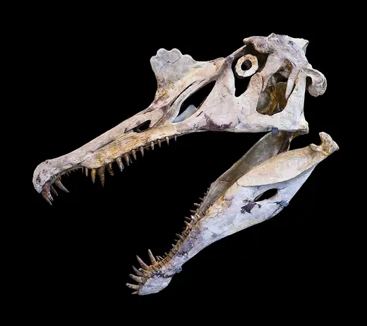 Spinosaurus, photo 1 of 3