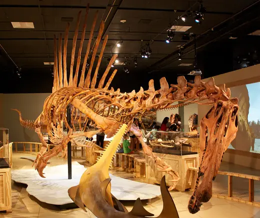 Spinosaurus, photo 2 of 3