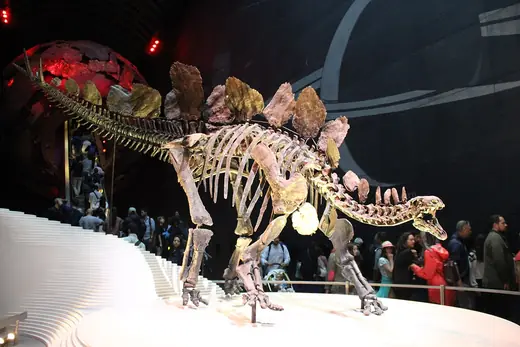 Stegosaurus, photo 3 of 3