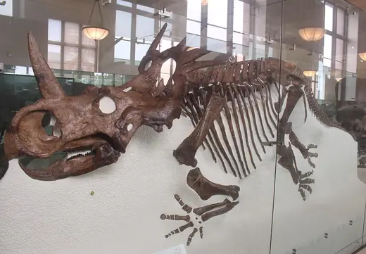Styracosaurus, photo 1 of 3