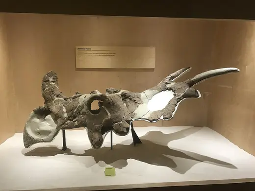 Styracosaurus, photo 2 of 3