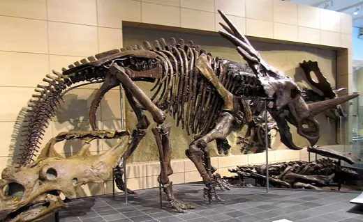 Styracosaurus, photo 3 of 3