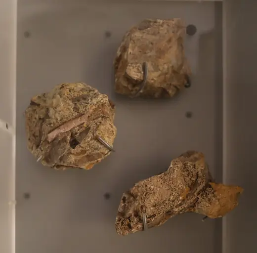 Thecodontosaurus, photo 1 of 3