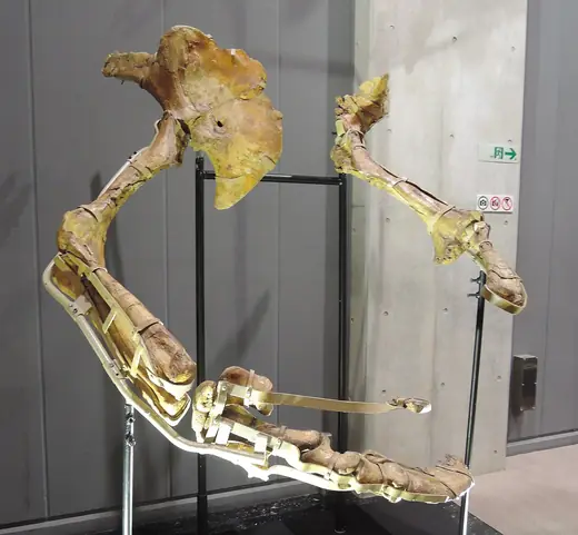 Therizinosaurus, photo 1 of 3