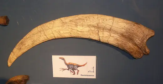Therizinosaurus, photo 2 of 3