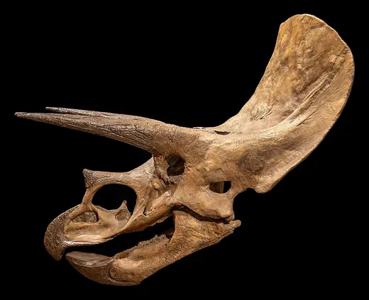 Triceratops, photo 1 of 3