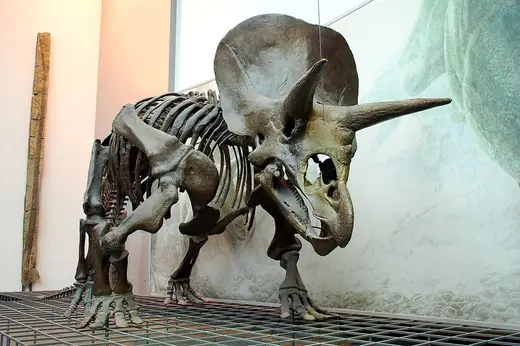 Triceratops, photo 2 of 3