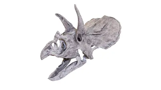 Triceratops, photo 3 of 3